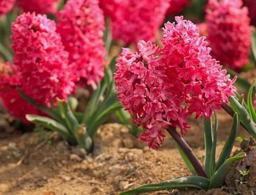 風信子的種植技術有哪些?